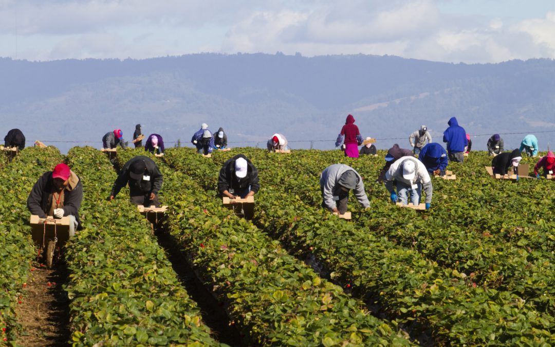 Farm workers